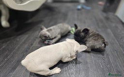 French Bulldog dogs for sale: French bulldog puppies  - Advert 26