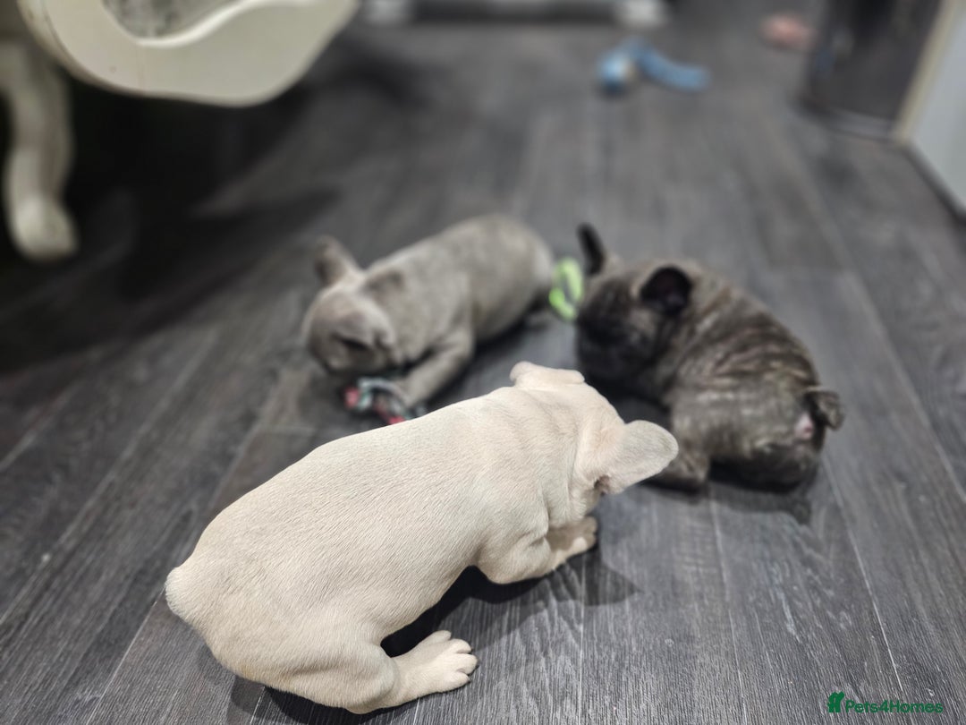 French Bulldog dogs for sale: French bulldog puppies  - Advert 26