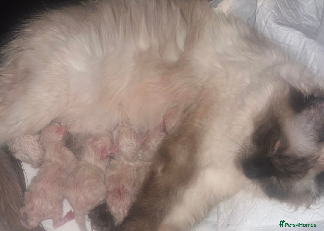 Ragdoll cats for stud: Ragdoll🏆Champion Bloodline 5GEN-Pedigree GCCF🌟💎 in Solihull - Advert 11