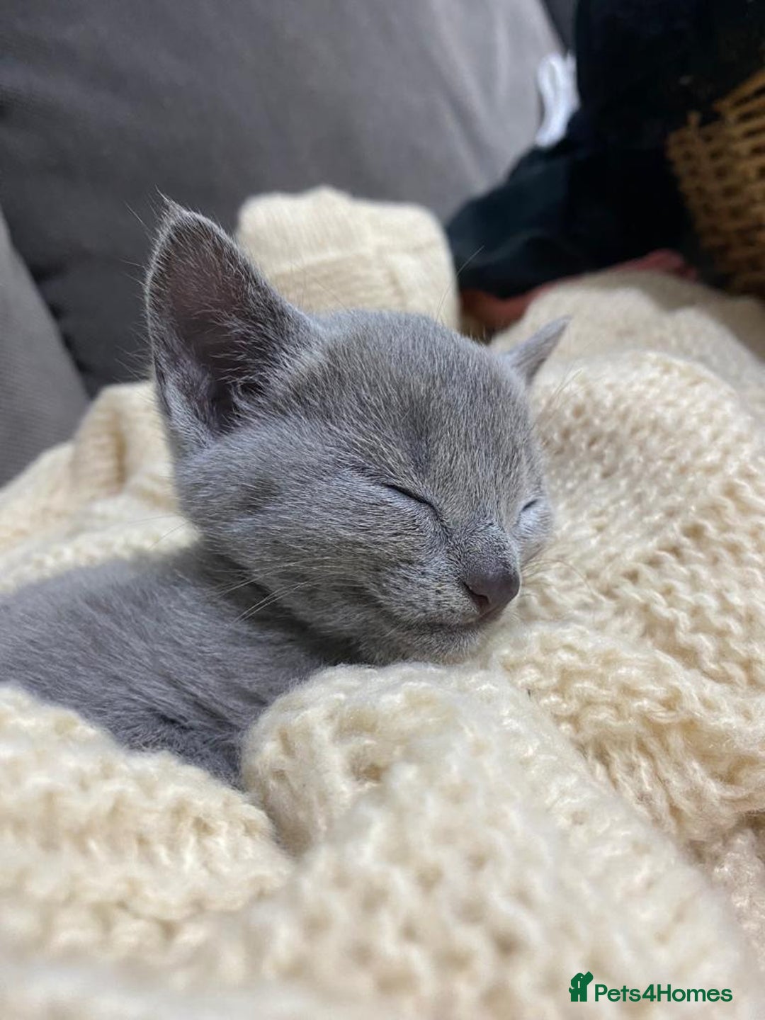 Russian Blue cats for sale: Pedigree Blue Russian kittens Gccf  - Image 14
