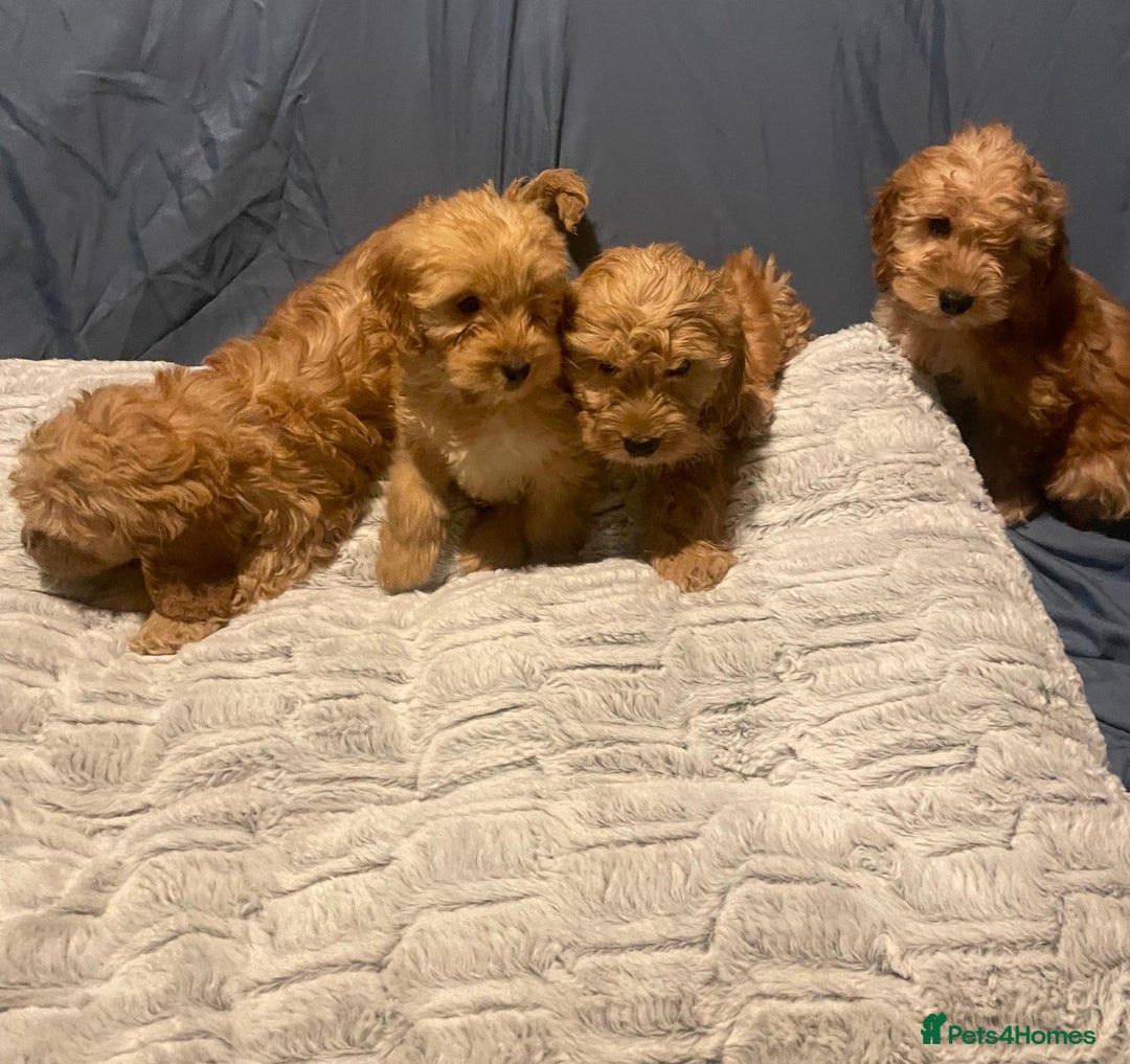 Cavapoo dogs for sale: Cavapoo puppies  - Advert 2