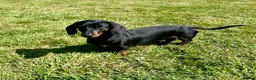 Miniature Dachshund dogs for stud: Miniature Dachshund Stud Short Haired in Colchester - Advert 2