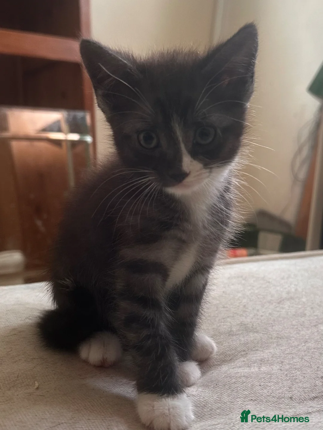 Mixed Breed cats for sale: Beautiful playful loving kittens  - Advert 2