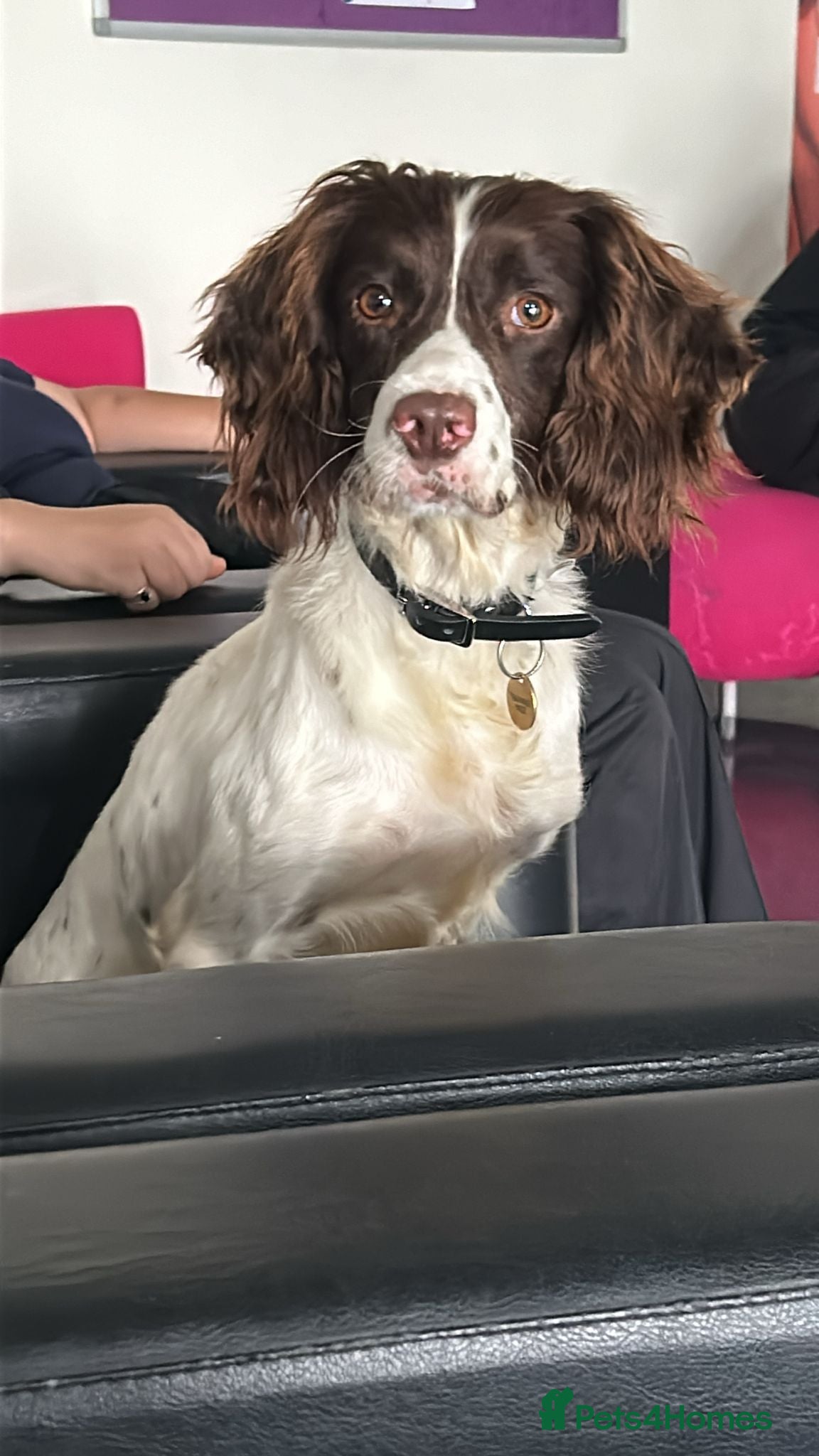 English Springer Spaniel dogs Beautiful boys available  - Advert 2