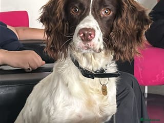 English Springer Spaniel dogs Beautiful boys available - Advert 2