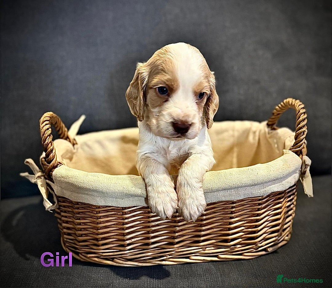 Cocker Spaniel dogs for sale: Stunning litter of Working Cocker Spaniels - Image 5