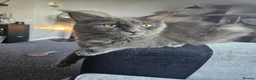 Maine Coon cats for sale: Grey female mane coon - Advert 4