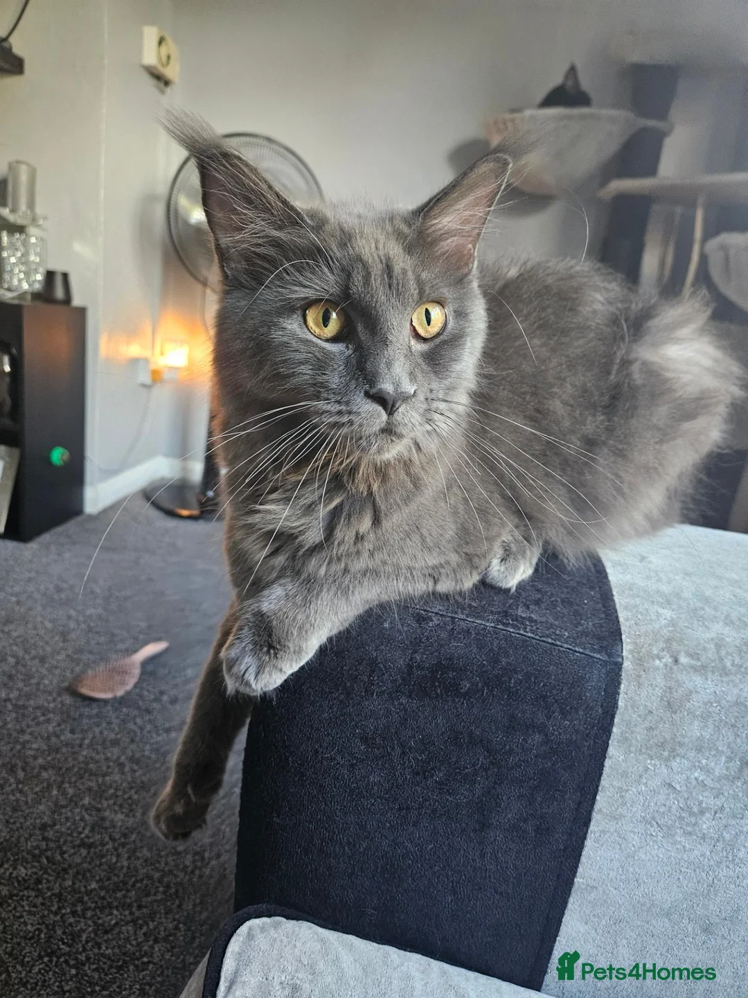 Maine Coon cats for sale: Grey female mane coon - Advert 4