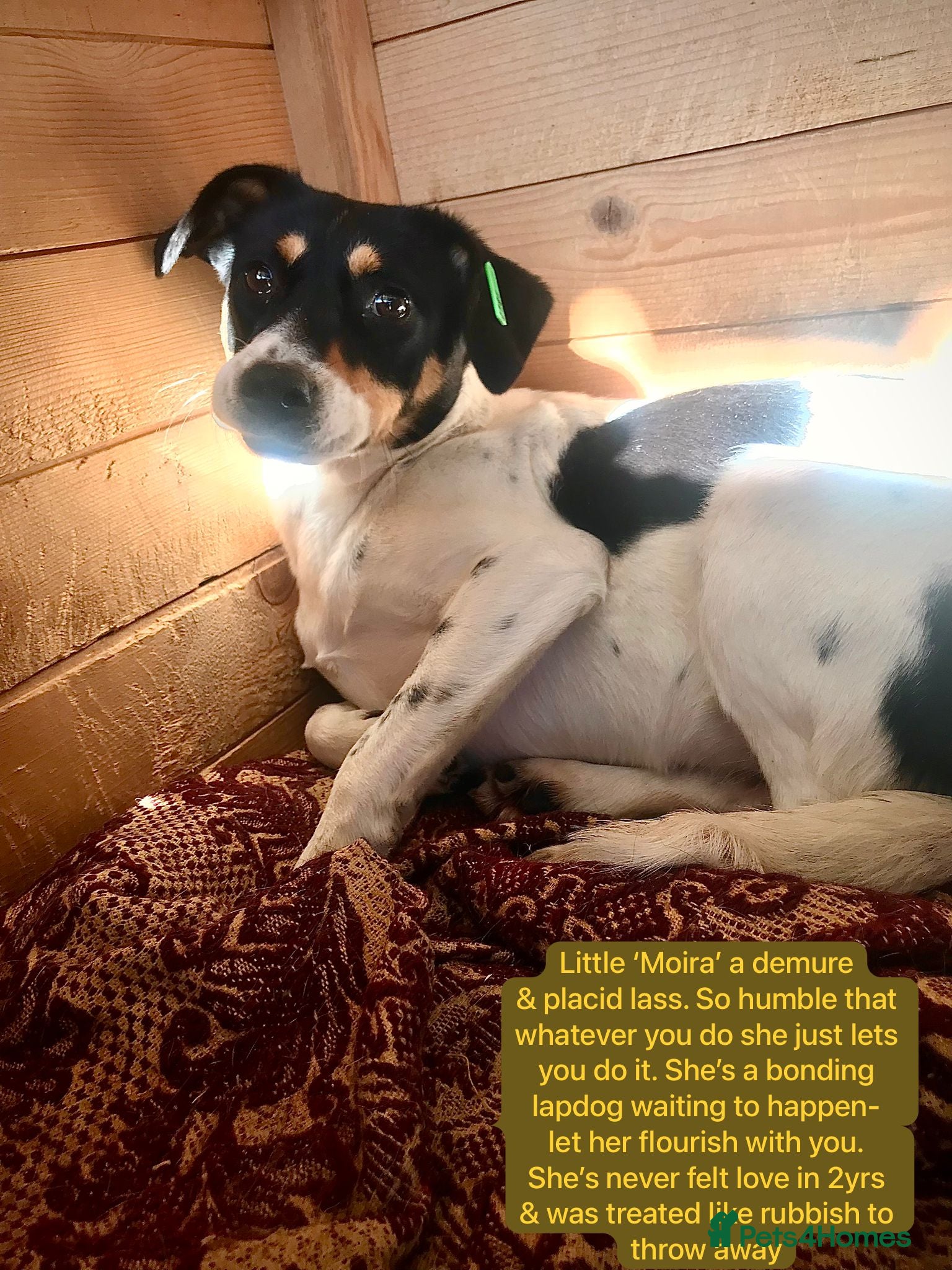 Mixed Breed dogs Moira, 2 yrs approx. Available for adoption. - Advert 1