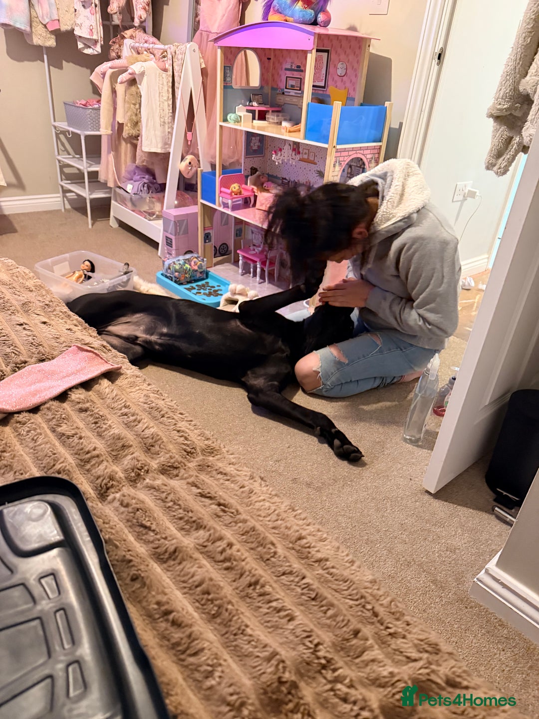 Mixed Breed dogs for sale: 8 month old male cane corso for new loving home - Advert 9