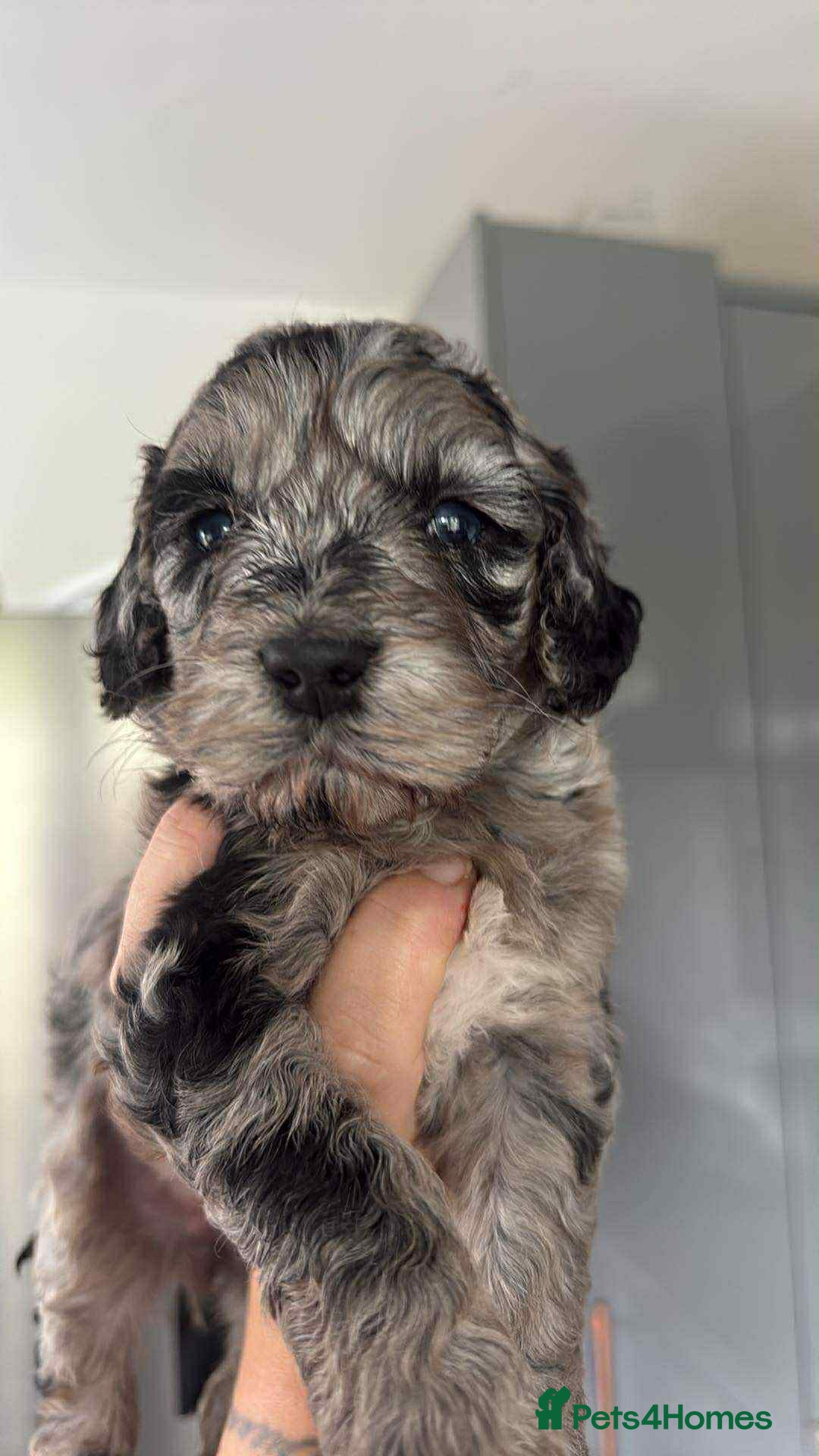 Cockapoo dogs for sale: Gorgeous cockapoo puppies  - Advert 1