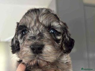 Cockapoo dogs for sale: Gorgeous cockapoo puppies - Advert 1