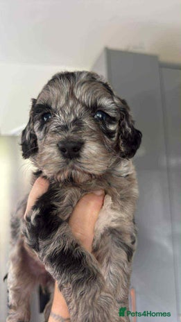 Cockapoo dogs Gorgeous cockapoo puppies - Advert 1