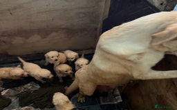 Labradoodle dogs for sale: Labradoodle puppies for sale  - Image 9