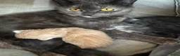 Mixed Breed cats for sale: Grey kittens  - Advert 2