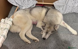 Siberian Husky dogs for sale: Beautiful Siberian Husky - Image 6