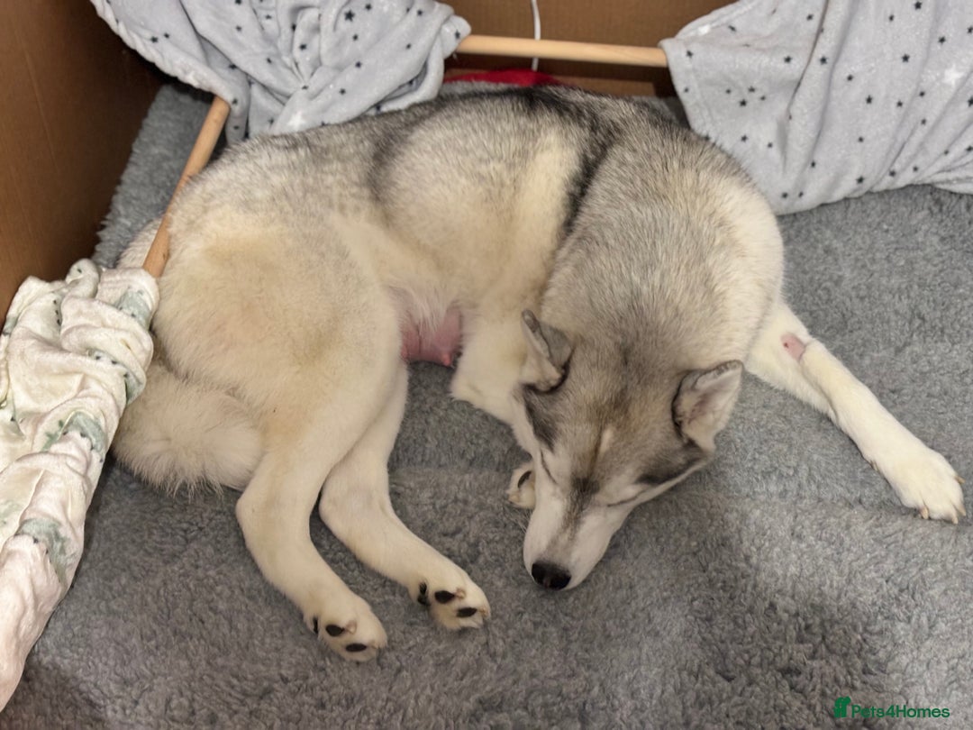 Siberian Husky dogs for sale: Beautiful Siberian Husky - Image 6