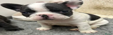 French Bulldog Puppy 2