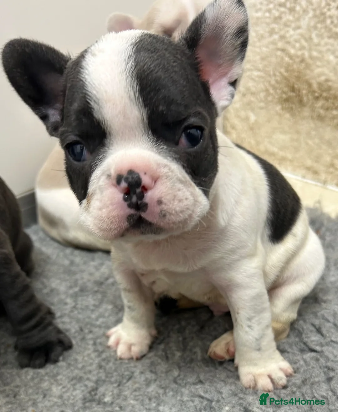 French Bulldog dogs for sale: French bulldog  - Advert 9