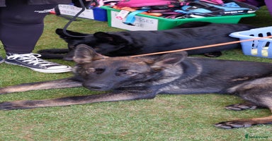 German Shepherd dogs - Advert 10