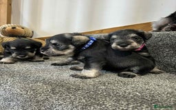 Miniature Schnauzer dogs for sale: Miniature Schnauzer Puppies KC/BVA/MAC Tested - Image 8