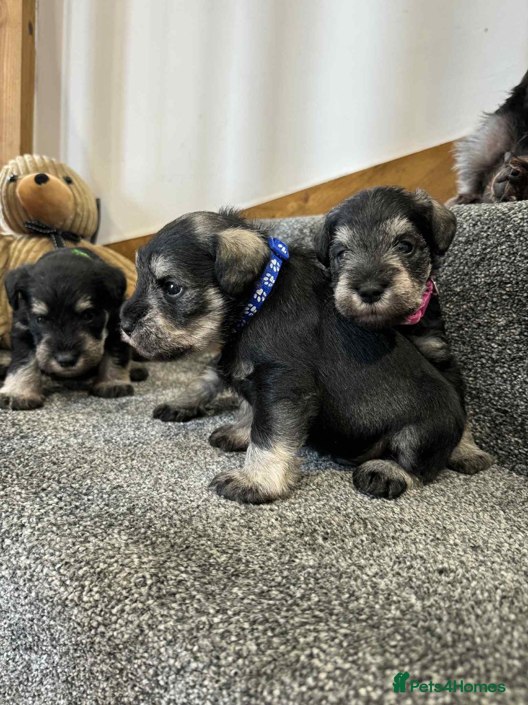 Miniature Schnauzer dogs for sale: Miniature Schnauzer Puppies KC/BVA/MAC Tested - Image 8