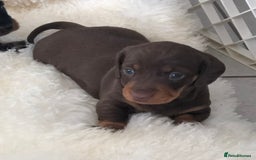 Miniature Dachshund dogs for sale: Kc reg min  Dachshund babies  - Image 21