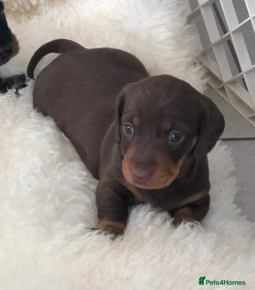 Miniature Dachshund dogs for sale: Kc reg min  Dachshund babies  - Image 21
