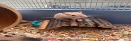 Gerbil rodents for sale: Adorable baby gerbils in Belper - Advert 2