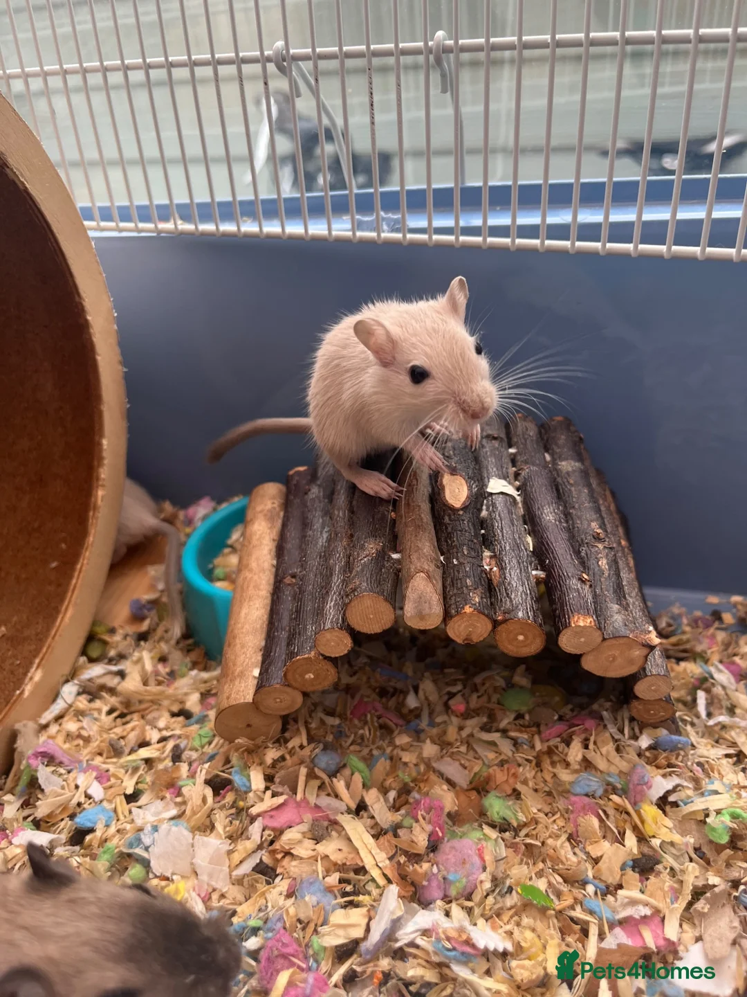 Gerbil rodents for sale: Adorable baby gerbils in Belper - Advert 2