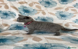 British Shorthair cats for sale: **REDUCED!!** PURE BREED BRITISH SHORTHAIR KITTENS - Image 8