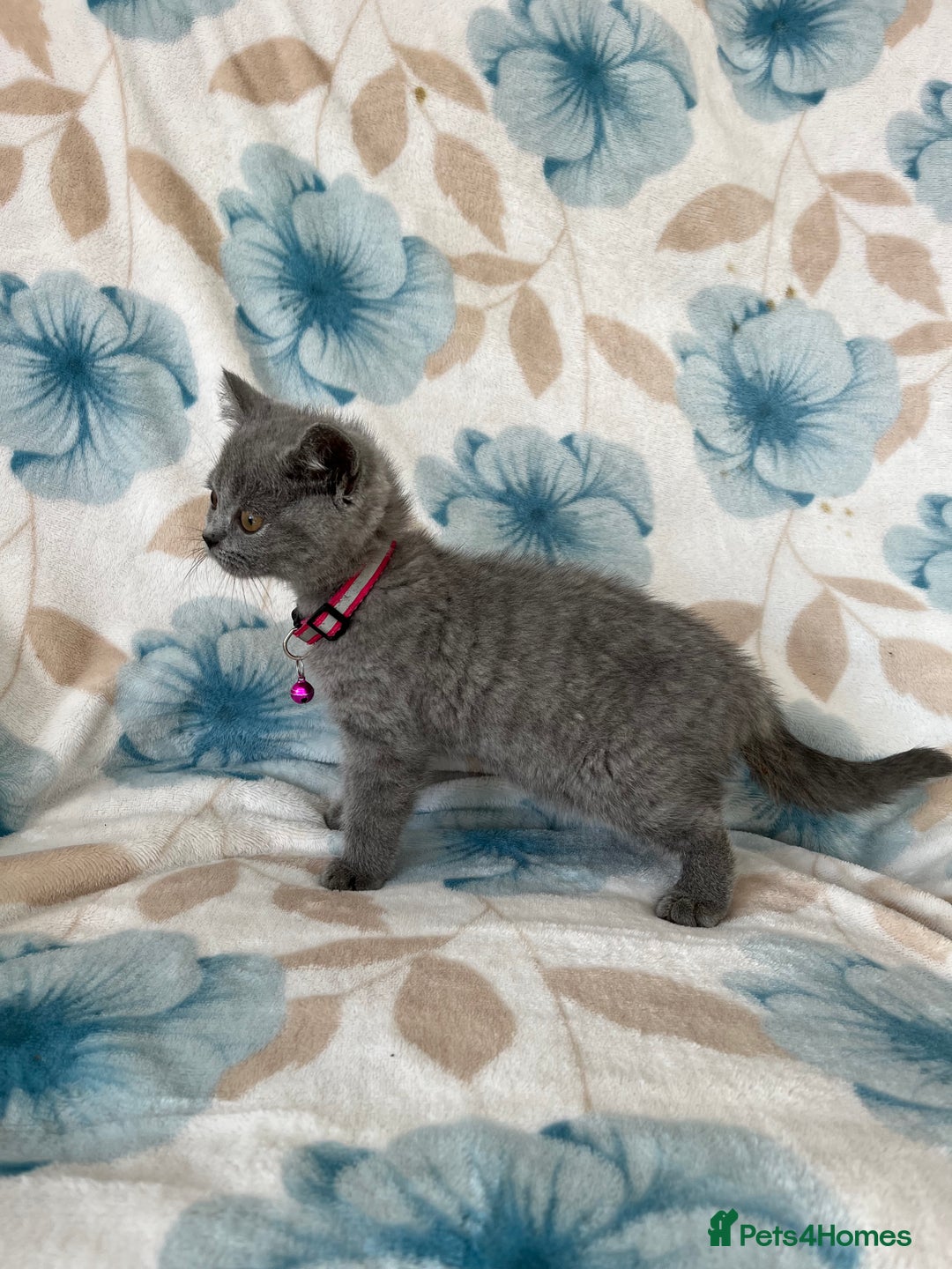 British Shorthair cats for sale: **REDUCED!!** PURE BREED BRITISH SHORTHAIR KITTENS - Image 8