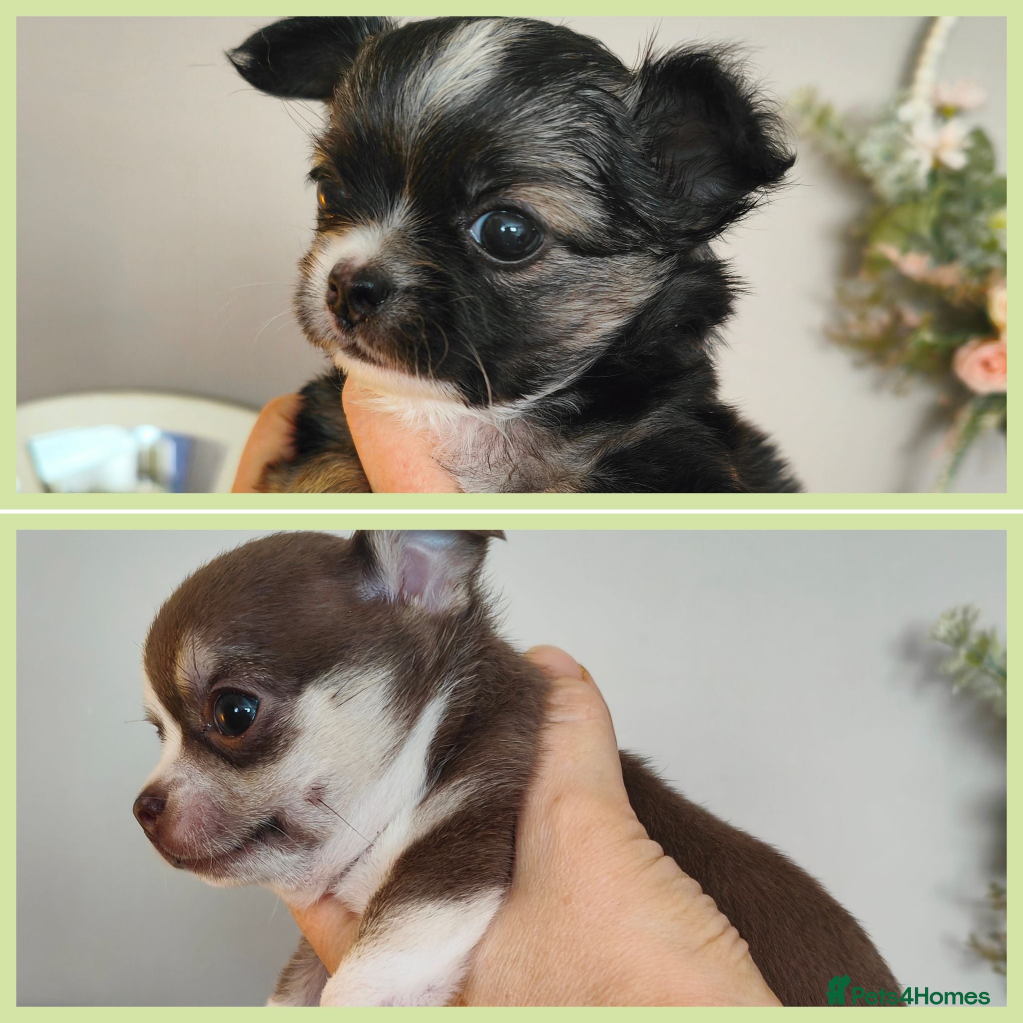 Chihuahua dogs 🌻Cute purebred chihuahua puppies🌻 - Advert 9