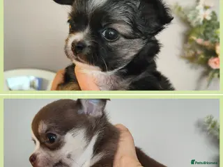 Chihuahua dogs 🌻Cute purebred chihuahua puppies🌻 - Advert 13