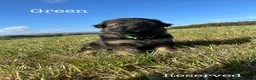 German Shepherd dogs for sale: Healthy & Chunky German Shepherd Puppies - Advert 13