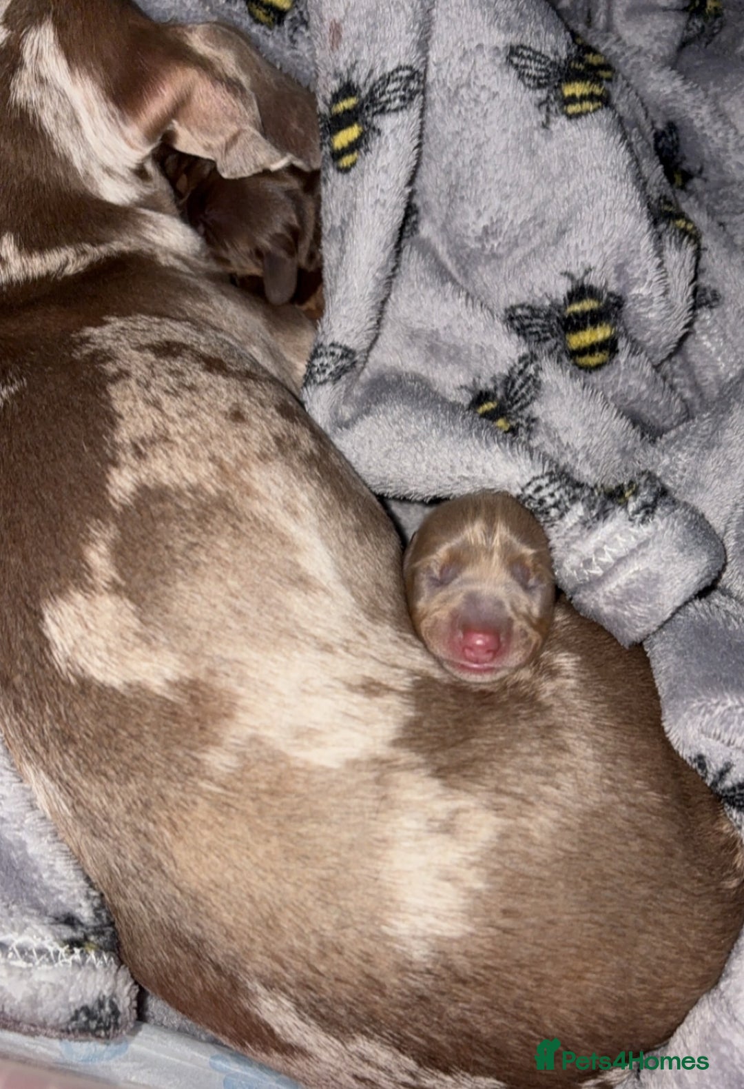 Miniature Dachshund dogs for sale: Miniature dachshund For sale  - Advert 3