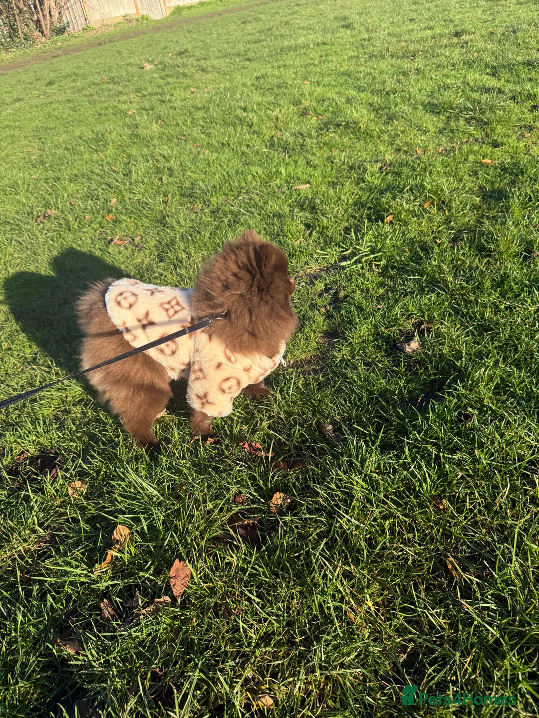 Pomeranian dogs for stud: CHOCOLATE  **  POMERANIAN STUD 🐻🇷🇺🍫 - Advert 2