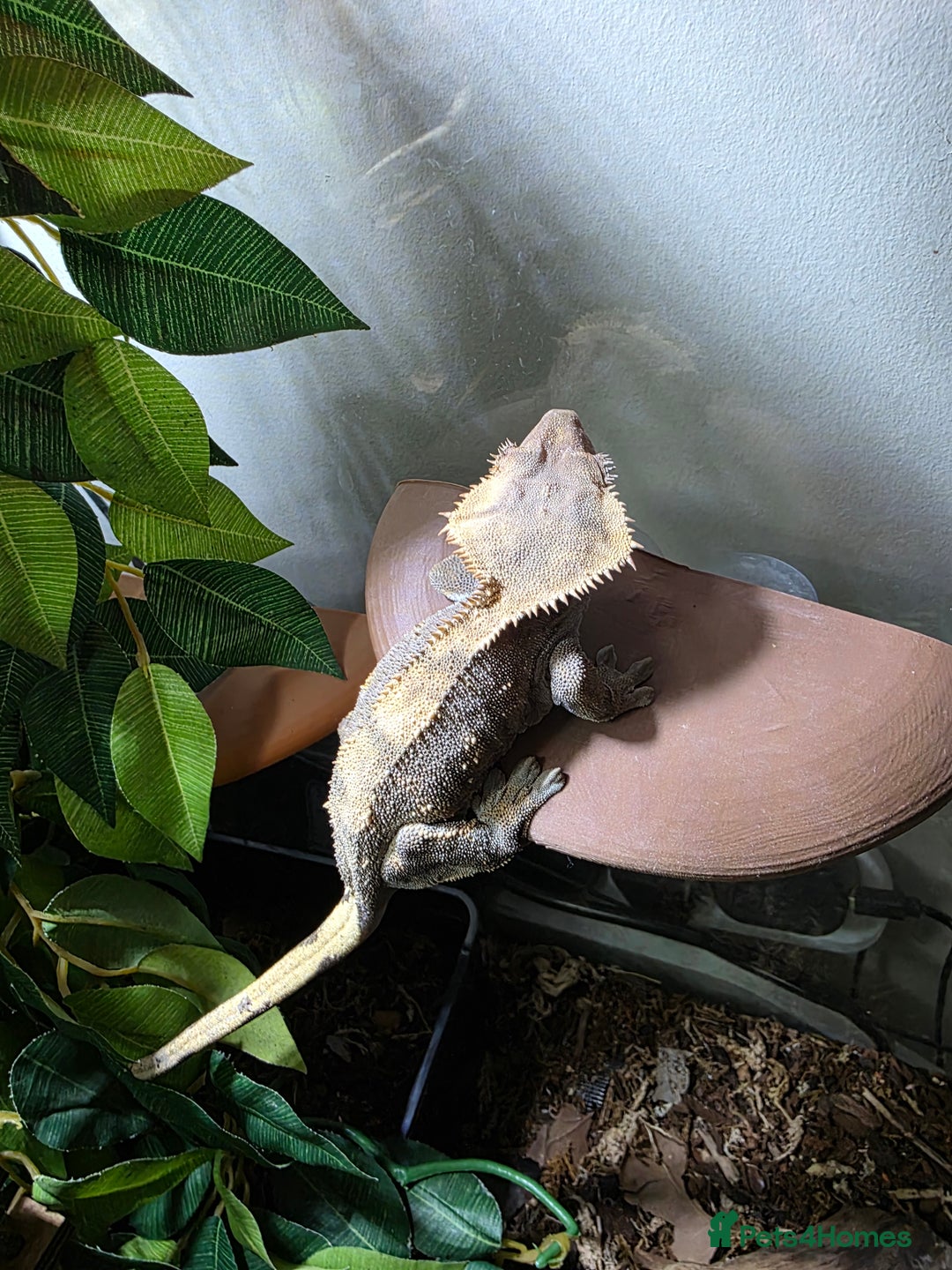 Gecko reptiles for sale: Crested gecko female pair  - Image 3
