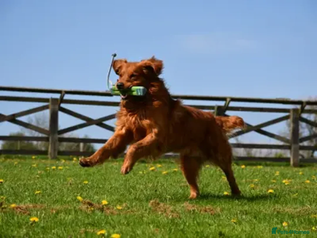 Golden Retriever dogs for sale: Stunning KC Golden Retrievers  - Advert 5