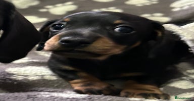 Miniature Dachshund dogs Stunning Miniature Dachshund Girl 🩷 - Advert 15