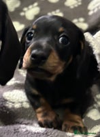 Miniature Dachshund dogs Stunning Miniature Dachshund Girl 🩷 - Advert 15