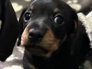 Miniature Dachshund dogs - Advert 27