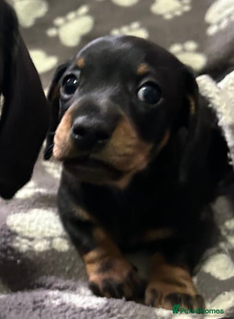 Miniature Dachshund dogs - Advert 7