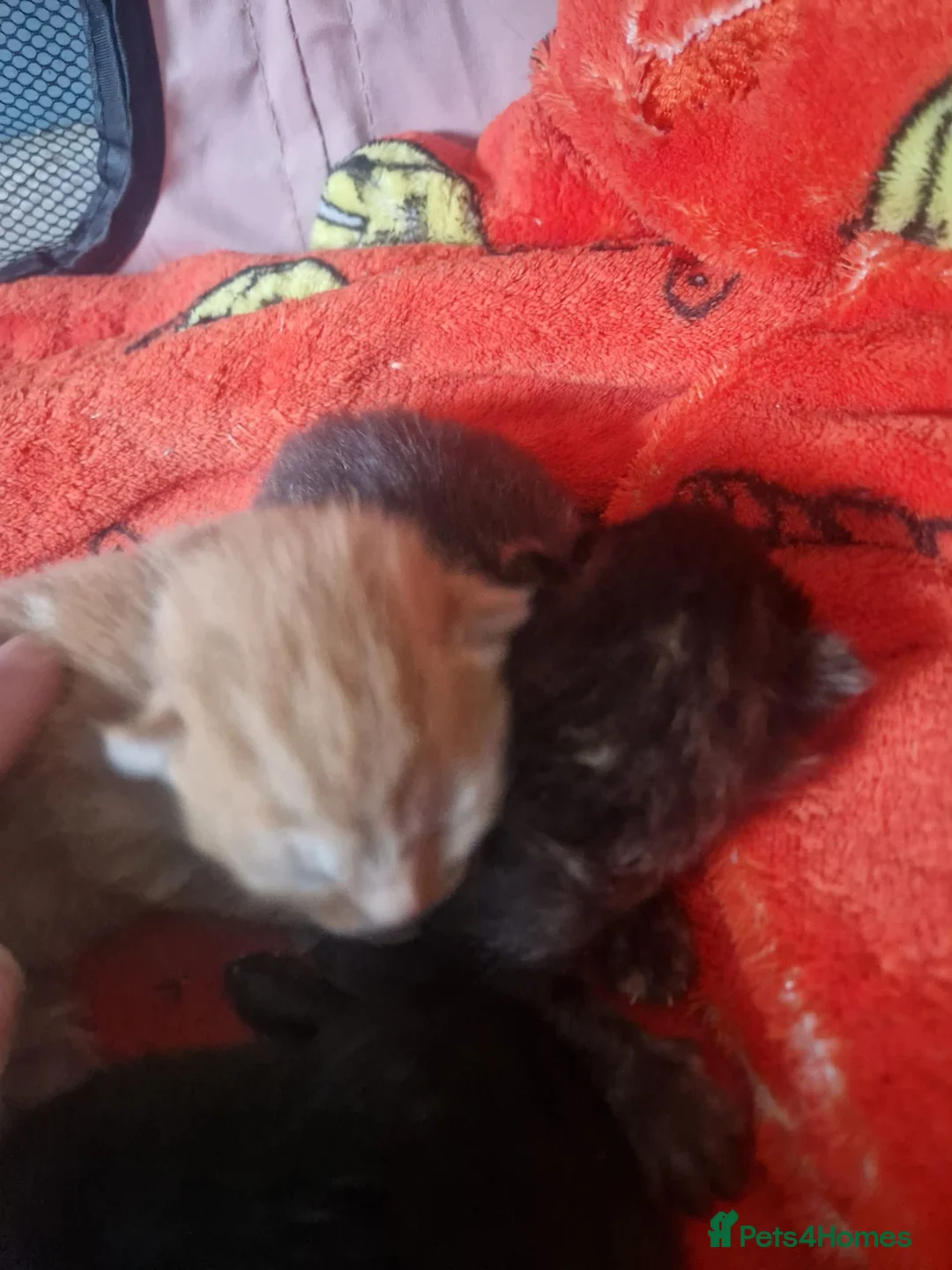 Mixed Breed cats for sale: Kittens for sale in Kilmarnock - Advert 2