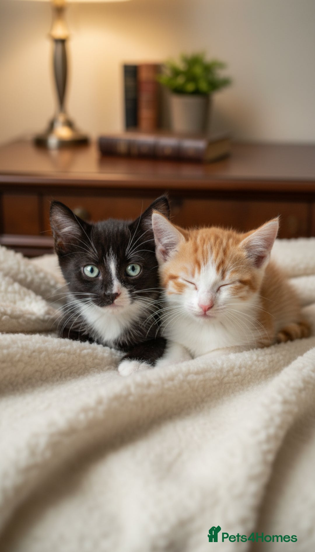 Turkish Angora cats for sale: Gorgeous Turkish Angora Kittens 🐱🐾 - Image 1