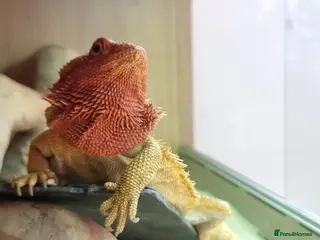 Bearded Dragon reptiles Bearded dragon and setup looking to be rehomed - Advert 4