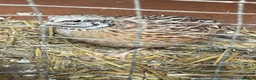 Quail poultry for sale: 2 male quail - Advert 2