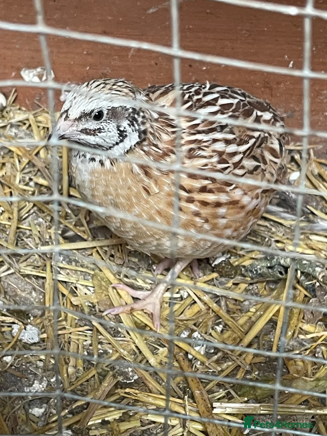 Quail poultry for sale: 2 male quail - Advert 2