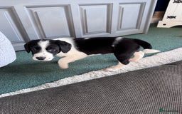Sprollie dogs for sale: 3 beautiful sprollie pups - Image 19