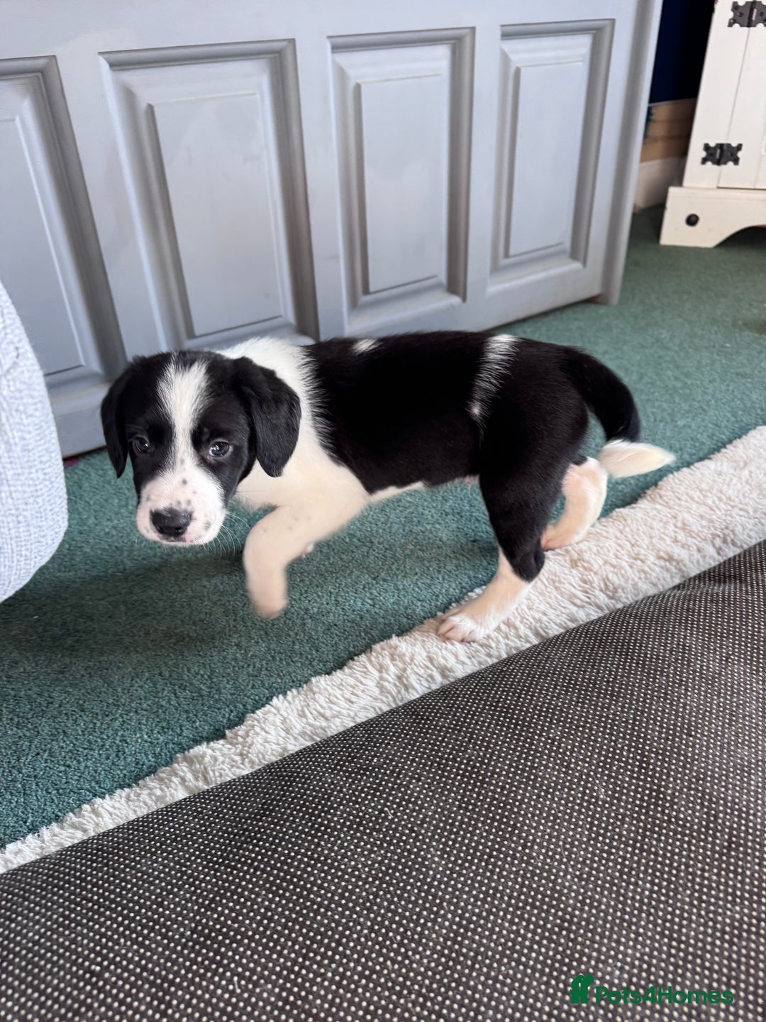 Sprollie dogs for sale: 3 beautiful sprollie pups - Image 19